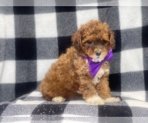 Havashu-Poodle (Miniature) Mix Puppy for sale in LAKELAND, FL, USA
