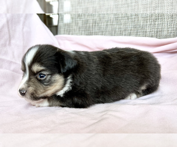 Medium Photo #3 Miniature Australian Shepherd Puppy For Sale in BEATTY, OR, USA