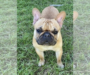 French Bulldog Puppy for Sale in ESTERO, Florida USA
