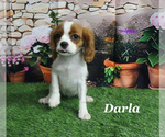 Small #17 Cavalier King Charles Spaniel