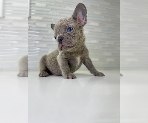 Medium Photo #25 French Bulldog Puppy For Sale in EASTVALE, CA, USA