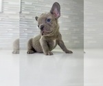 Small Photo #25 French Bulldog Puppy For Sale in EASTVALE, CA, USA