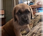 Small Photo #21 Cane Corso Puppy For Sale in MEDARYVILLE, IN, USA