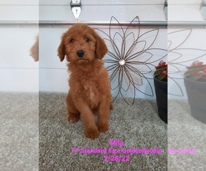 Goldendoodle Puppy for Sale in SHIPSHEWANA, Indiana USA