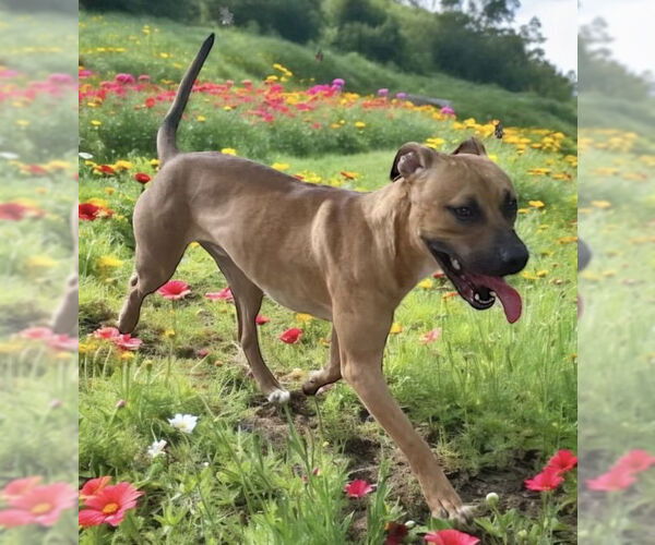 Medium Photo #14 American Staffordshire Terrier-Boxer Mix Puppy For Sale in Lexington, SC, USA