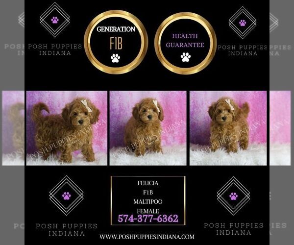 Medium Photo #5 Maltipoo Puppy For Sale in WARSAW, IN, USA