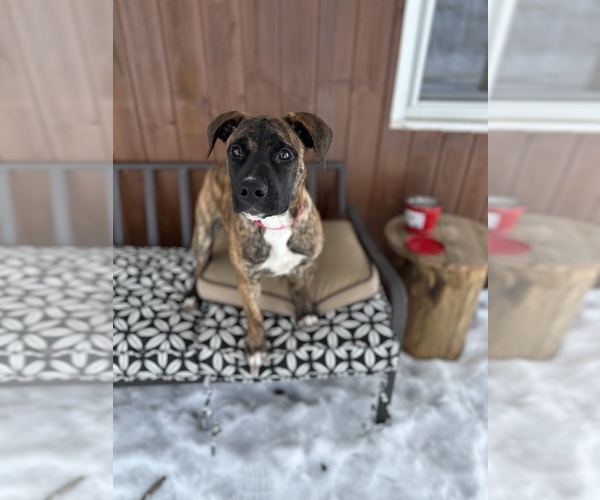 Medium Photo #1 American Bulldog-Belgian Malinois Mix Puppy For Sale in CORFU, NY, USA