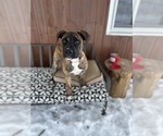 Small American Bulldog-Belgian Malinois Mix