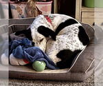Small #1 Basset Hound Mix