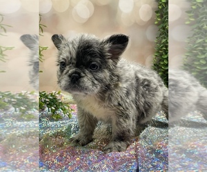 French Bulldog Puppy for sale in FOLSOM, CA, USA