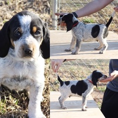 Bluetick Coonhound Puppy for sale in BRISTOW, OK, USA