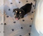 Puppy Bear French Bulldog