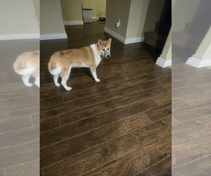 Shiba Inu Puppy for sale in MT HOME, ID, USA
