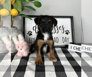 YorkiePoo Puppy for sale in FRANKLIN, IN, USA