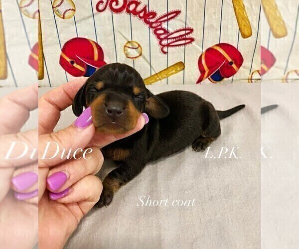 Medium Photo #3 Dachshund Puppy For Sale in WINNSBORO, LA, USA