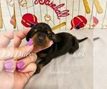 Small Photo #3 Dachshund Puppy For Sale in WINNSBORO, LA, USA