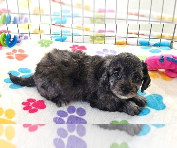 Medium Photo #3 Cavapoo (Miniature)-Poodle (Toy) Mix Puppy For Sale in ORO VALLEY, AZ, USA