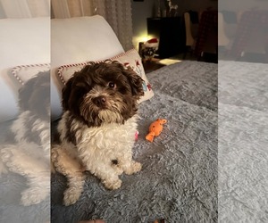 Havanese Dogs for adoption in Rockaway, NJ, USA