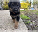 Small #1 German Shepherd Dog