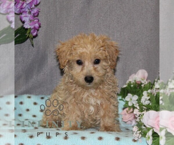 Medium Photo #2 Poovanese Puppy For Sale in RISING SUN, MD, USA