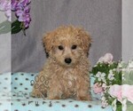 Small #1 Poovanese