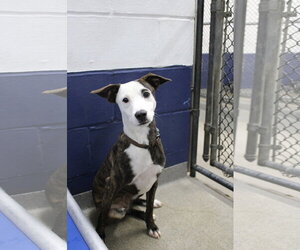 Oreo 7mo - older kids pls - Female Labrador Retriever-Unknown Mix Dog for Adoption - Photo #3