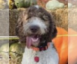 Small Photo #1 Goldendoodle mix (+ Poodle Standard) Puppy For Sale in STANARDSVILLE, VA, USA