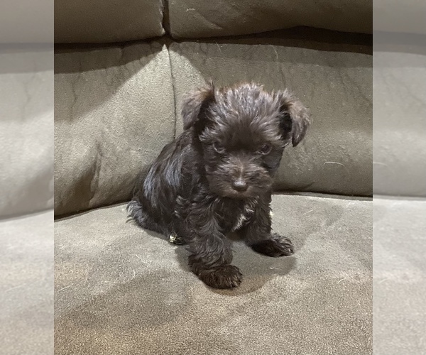 Medium Photo #1 Schnauzer (Miniature) Puppy For Sale in COLLEGE STA, TX, USA