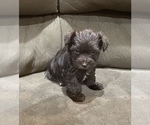 Small Photo #1 Schnauzer (Miniature) Puppy For Sale in COLLEGE STA, TX, USA