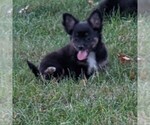 Small Photo #6 Chihuahua Puppy For Sale in LEBANON, PA, USA