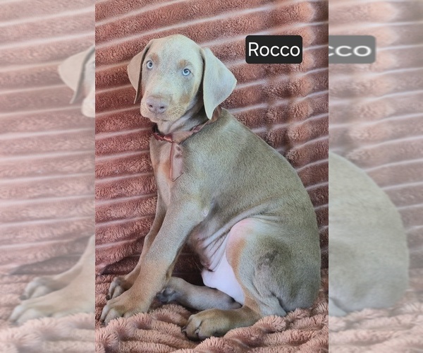Medium Photo #1 Doberman Pinscher Puppy For Sale in ALBANY, OH, USA