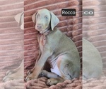 Small Doberman Pinscher