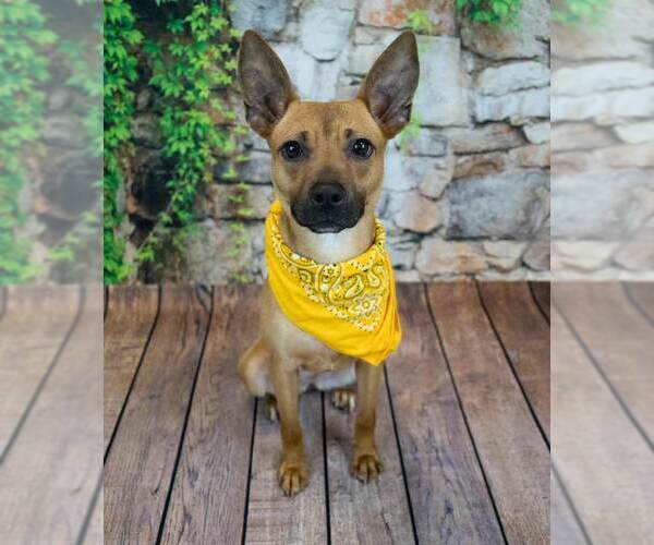 Medium Photo #7 Mutt Puppy For Sale in Kennesaw, GA, USA