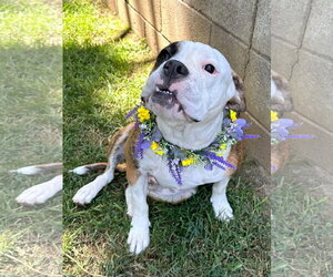 Brooklyn - Female Bulldog-Unknown Mix Dog for Adoption - Photo #9