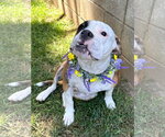 Small Photo #9 Bulldog-Unknown Mix Puppy For Sale in Redlands, CA, USA