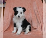 Small #1 Border Collie