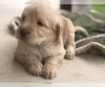 Small Photo #6 Labradoodle Puppy For Sale in FLORENCE, TX, USA
