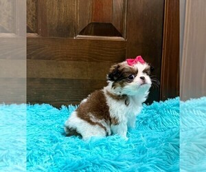 Japanese Chin Puppy for sale in BELTON, MO, USA