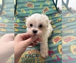 Small Maltese