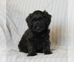 Small Poodle (Miniature)-Whoodle Mix
