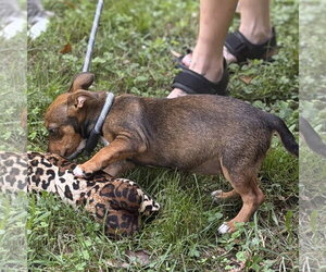 NAOMI - Female Chihuahua Dog for Adoption - Photo #2