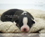 Small Photo #3 Pembroke Welsh Corgi Puppy For Sale in CRESTVIEW, FL, USA