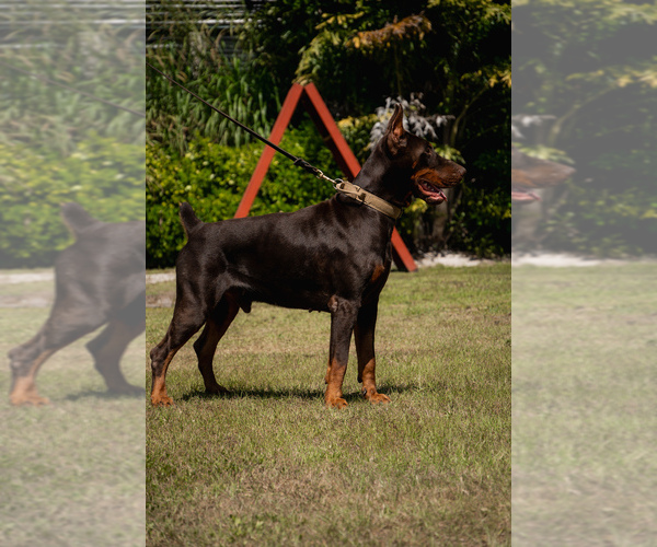 Medium Photo #21 Doberman Pinscher Puppy For Sale in FORT LAUDERDALE, FL, USA