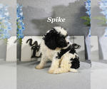 Small #14 Cavapoo