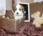 Puppy 8 Aussie Pyrenees