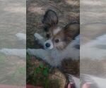 Small Photo #1 Papillon Puppy For Sale in OLA, AR, USA