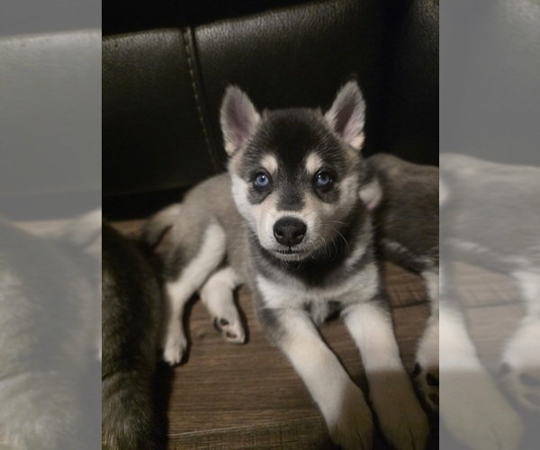 Medium Photo #1 Alaskan Klee Kai Puppy For Sale in SUNSET, UT, USA