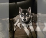 Puppy Binx Alaskan Klee Kai
