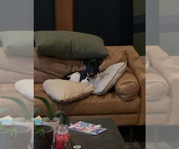 Medium Photo #7 Mutt Puppy For Sale in East Derry, NH, USA