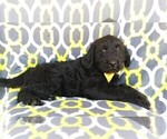 Small Photo #4 Labradoodle Puppy For Sale in LANCASTER, PA, USA